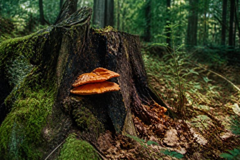 Champignon orange sur bois mort : Comment l&rsquo;identifier et comprendre sa toxicité
