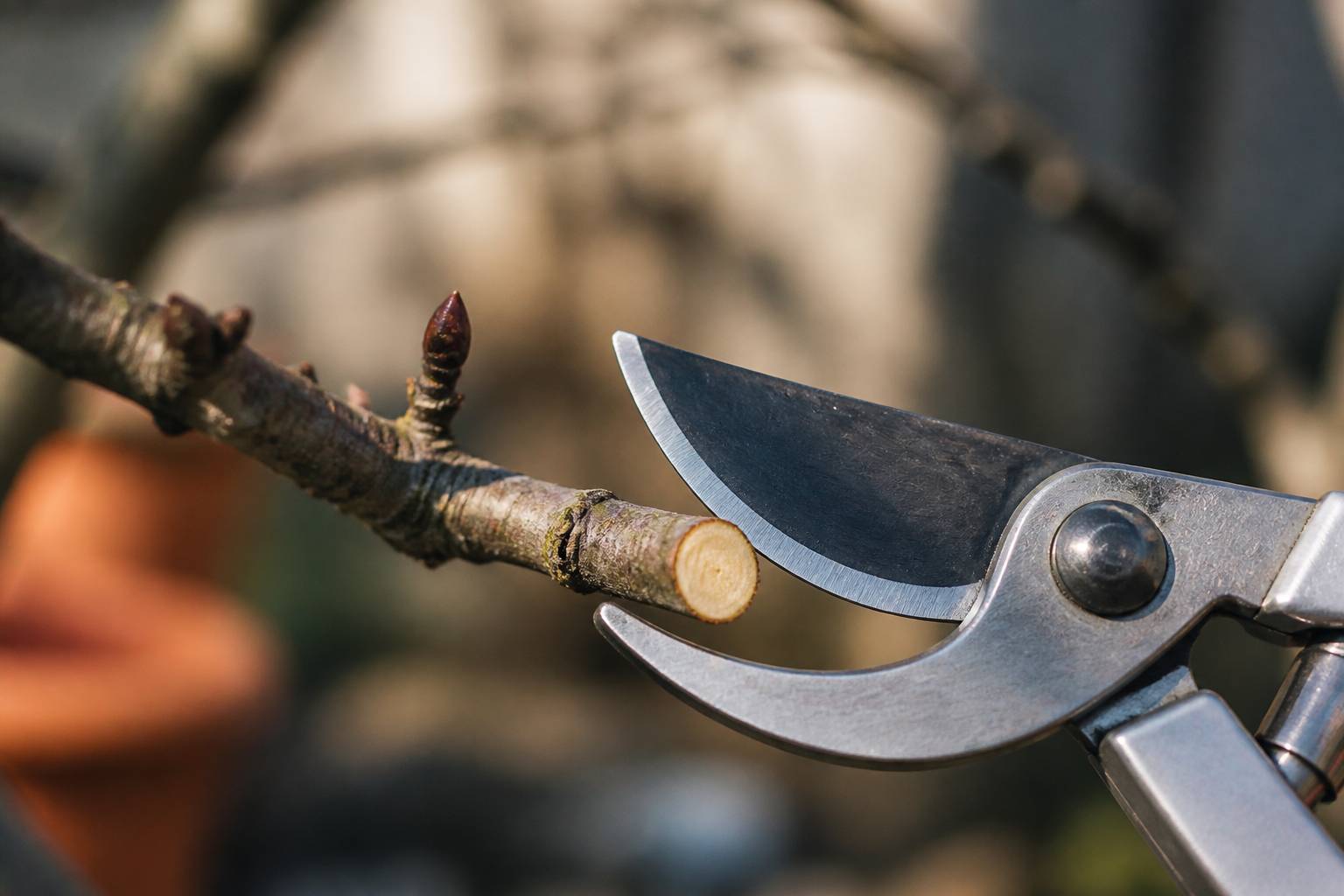 Branche de cerisier coupée au sécateur dans un jardin