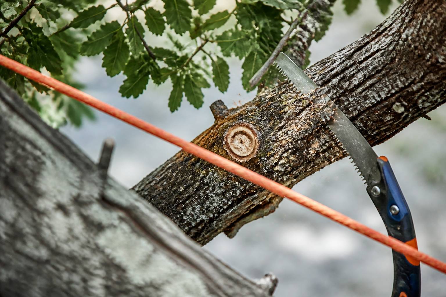Scie coupant une branche épaisse avec copeaux de bois