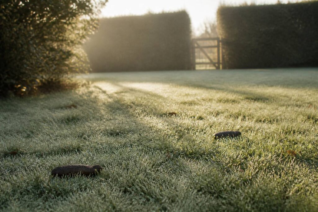 Crottes de renard au milieu d'une pelouse de jardin au petit matin