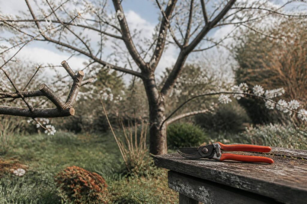 Cerisier en fleurs avec sécateur posé sur un banc en bois